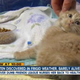 Illustration for article titled The Most Beautiful Modern Art: News Chyrons Featuring Cats